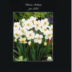 Baltus Narcissus Actea bloembollen per 250 stuks